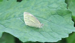 Identification and control of the small white butterfly on vegetable brassicas